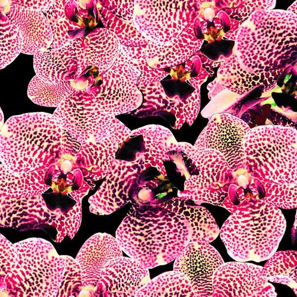 Digitale tricot, roze orchideën op zwarte ondergrond